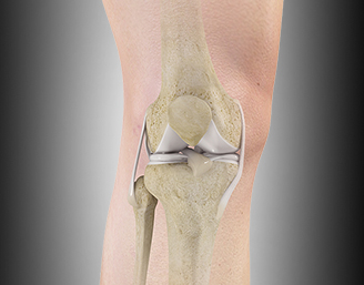 KNEE ANATOMY