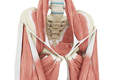 Hip Tendonitis